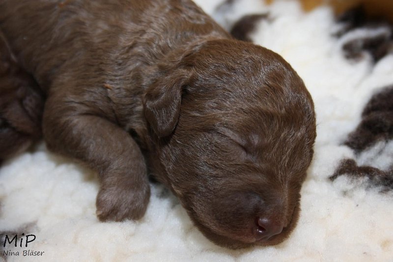 2011-05-07 Puppies Candy & Svet (46).jpg